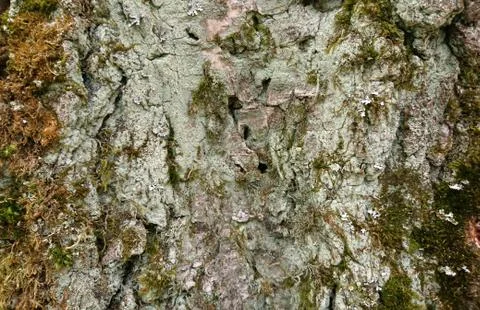 Texture of a surface of a birch tree close up Stock Photos