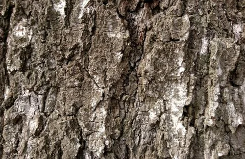 Texture of a surface of a birch tree close up Stock Photos