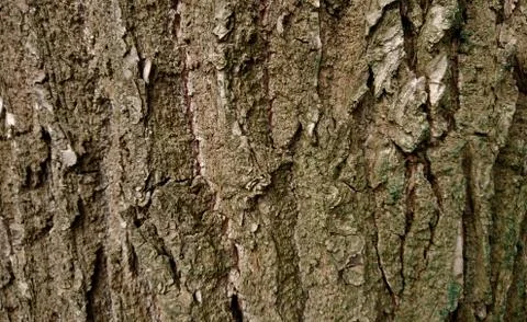 Texture of a surface of a birch tree close up Stock Photos