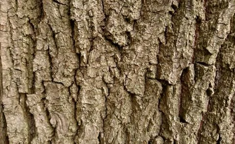 Texture of a surface of a birch tree close up Stock Photos