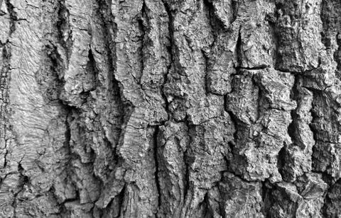Texture of a surface of a birch tree close up Stock Photos