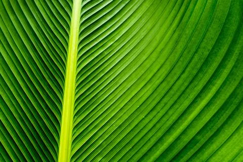 Texture on surface of Cigar plant leaf, green background Foto stock