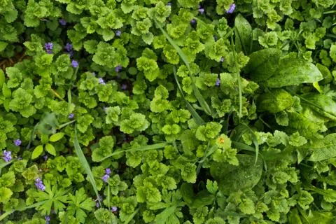 Texture of the surface covered with a dense layer of grass Stock Photos