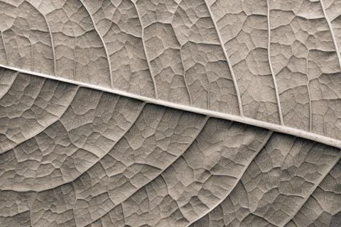 Texture surface leaf plant of beige color Stock Photos