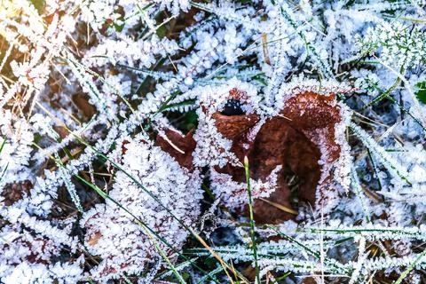 Texture of the surface leaves and grass are covered with ice crystals Stock Photos