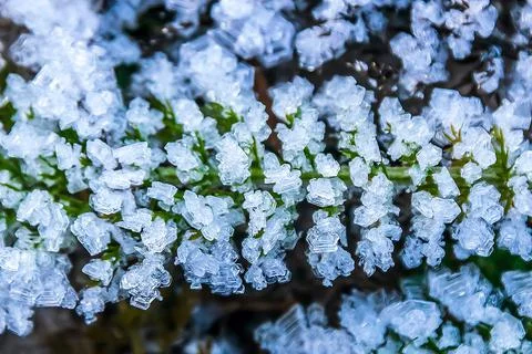 Texture of the surface leaves and grass are covered with ice crystals Foto stock