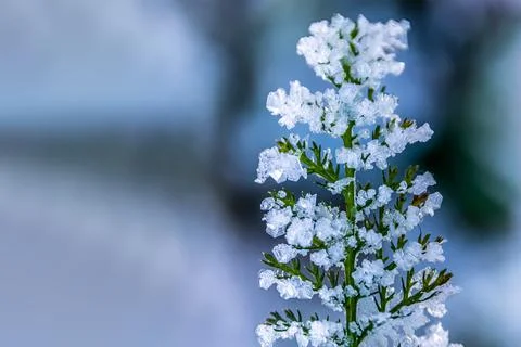 Texture of the surface leaves and grass are covered with ice crystals Stock Photos