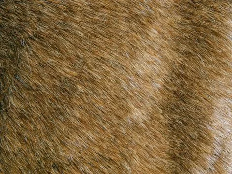 Texture of a surface of a natural wool of a wild animal Stock Photos