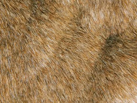Texture of a surface of a natural wool of a wild animal Stock Photos
