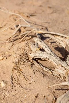The texture of the surface of the old tree stump. Very old wood texture. The Stock Photos