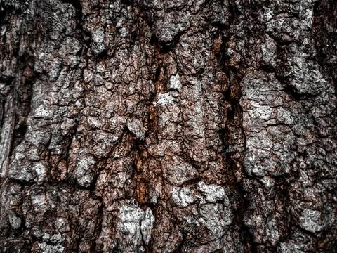 The texture of the surian tree bark or the scientific name toona Stock Photos