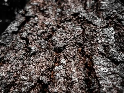 The texture of the surian tree bark or the scientific name toona Stock Photos
