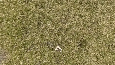 Texture in the swamp Video stock 99975703