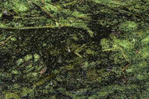 Texture swampy water Stock Photos