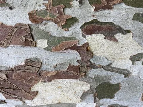Texture of Sycamore Tree (Platanus, Plane-tree) bark. Stock Photos
