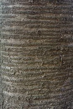 Texture of a tall tree trunk showcasing intricate patterns and deep grooves.. 스톡 사진