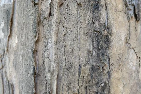 Texture of teak tree trunk or Tectona grandis Stock Photos