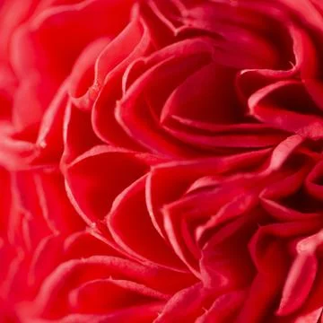 The texture of the tender petals is red. Stock Photos