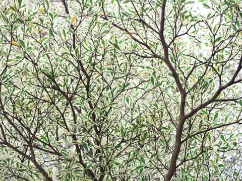 Texture of terminalia Stock Photos