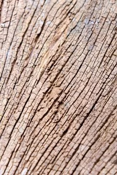 Texture of termites devour timber from the inside 写真素材