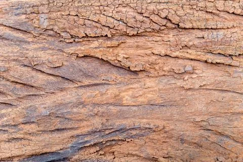 Texture of termites devour timber from the inside 写真素材
