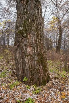 The texture of a thick trunk of an old big tree on an autumn day. Stock Photos