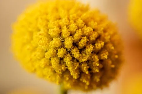 Texture of Tiny Blooms On Bright Yellow Flower Head Stockfoto's