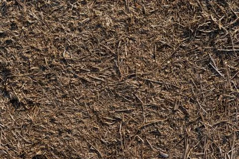 Texture of trampled, dry grass dried from heat Stock Photos