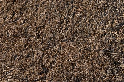 Texture of trampled, dry grass dried from heat Stock Photos