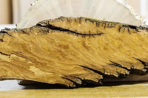 The texture of the transverse section of the tree bark Stock Photos