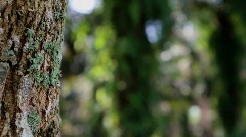 The texture of the tree appears to be on the edge and in the empty space. Fotos de archivo