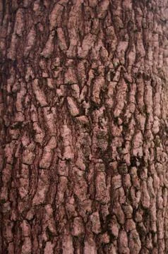 Texture of tree, background Stock Photos