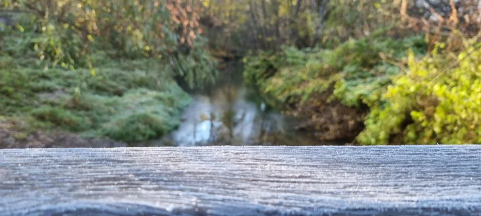 The texture of a tree on the background of a river Stock Photos