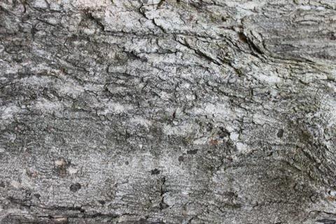 Texture: Tree Bark 1 Stock Photos
