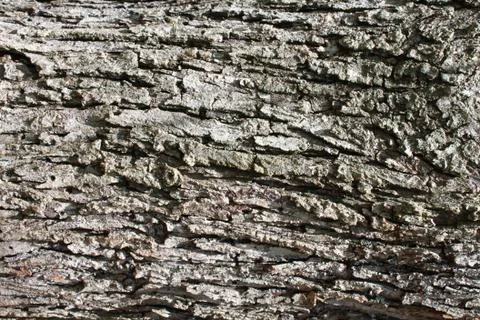 Texture: Tree Bark 2 Stock Photos
