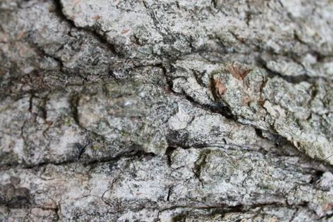 Texture: Tree Bark 3 Stock Photos