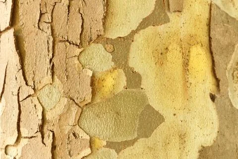 Texture of tree bark as background and graphic resource. Stock Photos