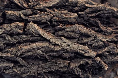 Texture of tree bark for a background that fits your design Stock Photos