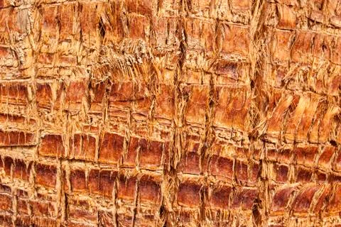 The texture of tree bark for background Stock Photos