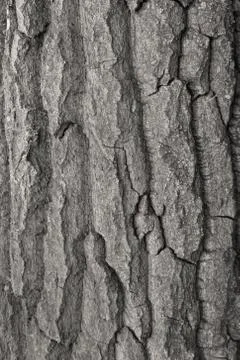 Texture of tree bark for background Stock-Fotos