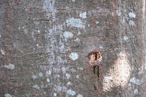 Texture of tree bark background Foto stock