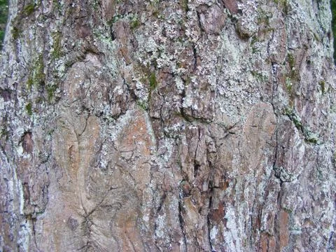 Texture of tree bark. Beetle, pattern. Foto stock