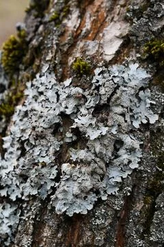 Texture of tree bark with blue moss photographed close-up Stock Photos