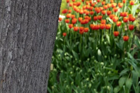 The texture of the tree bark on a blurred background of orange tulips Stock Photos