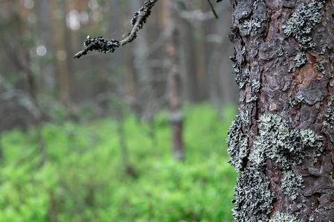 Texture of tree bark on a blurry background. Stock Photos