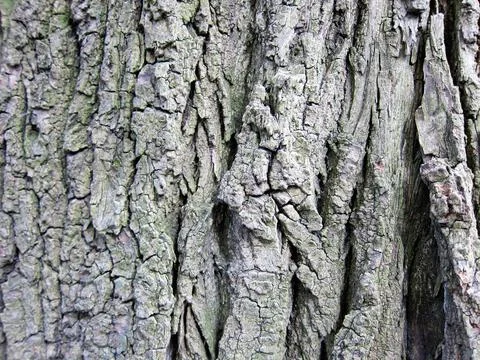 Texture of tree bark close-up defocus Stock Photos