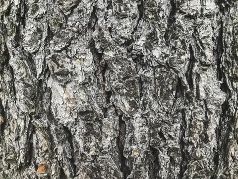 Texture. Tree bark close up Stock Photos