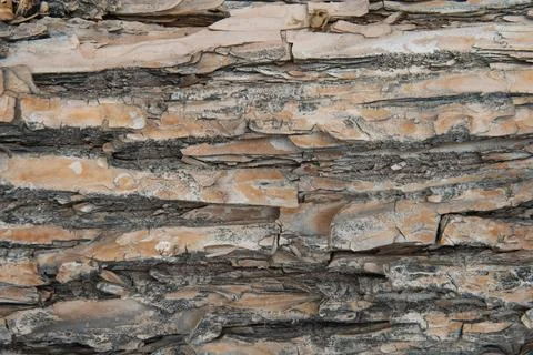 The texture of the tree bark in close-up. Stock Photos