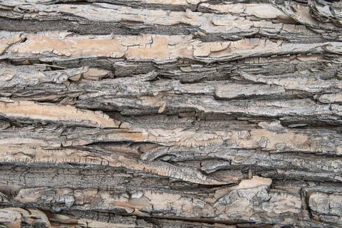 The texture of the tree bark in close-up. Stock Photos
