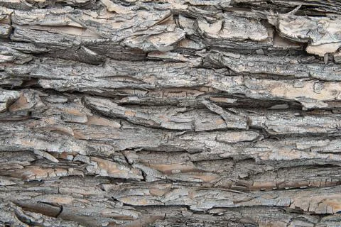 The texture of the tree bark in close-up. Stock Photos